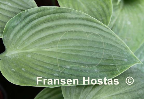 Hosta Espresso